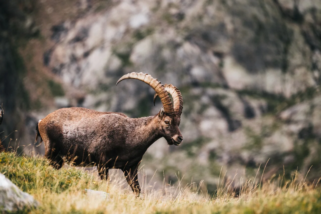 Steinbock, Landschaftsfotografie Schweiz von Thomas Leuthard